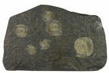 Ammonite Cluster (Dactylioceras) - Germany #133272-1